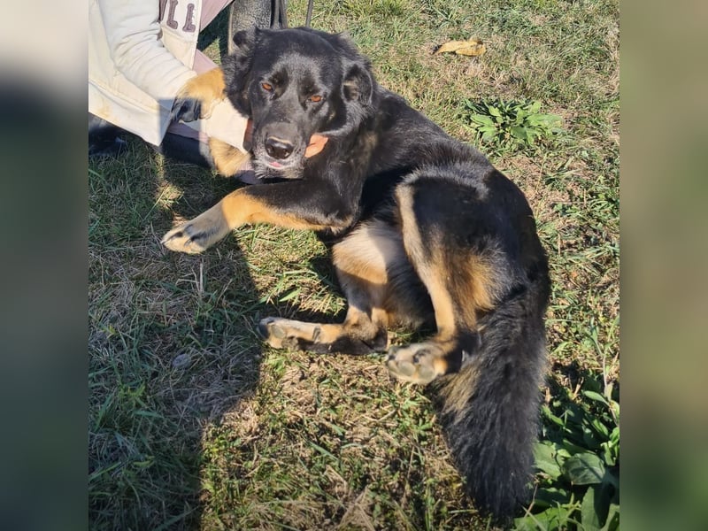 Abby eine gutmütige Seele