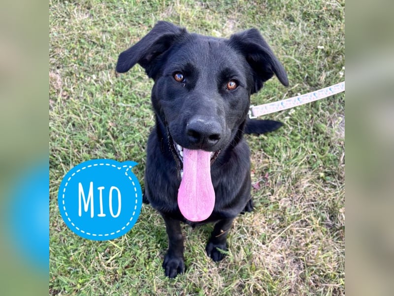Mio ein Traumhund