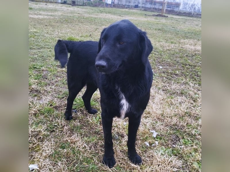 Hebo ein Familienhund