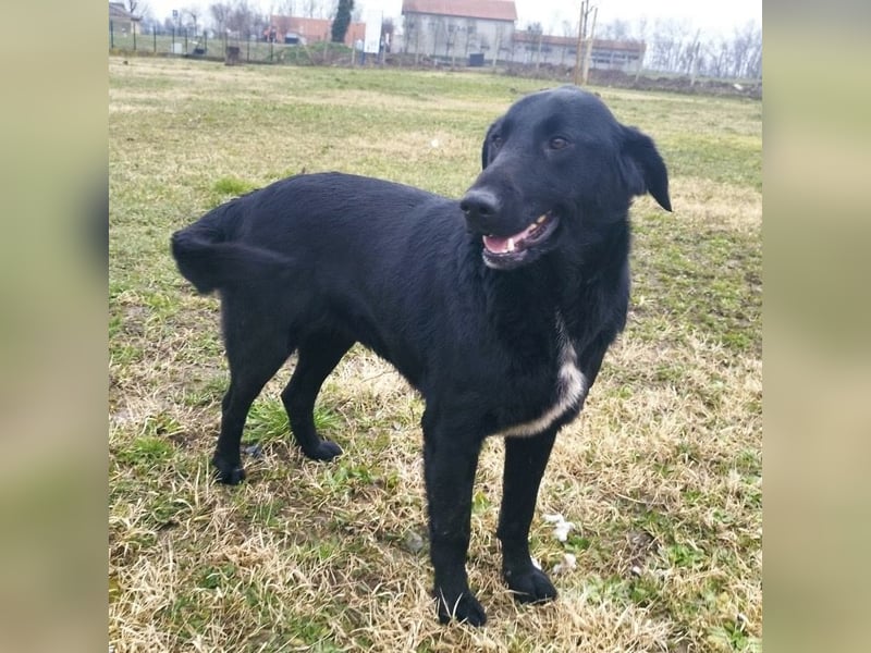 Hebo ein Familienhund