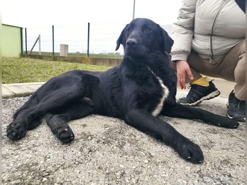 Hebo ein Familienhund