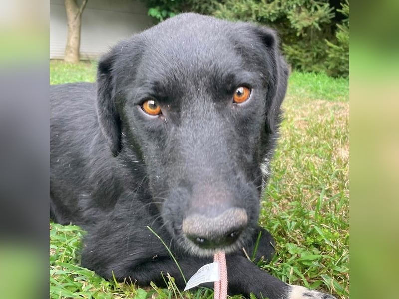 Benji ein freundlicher Schatz
