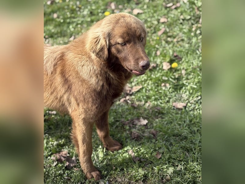 Dorina eine gutmütige liebe Hündin