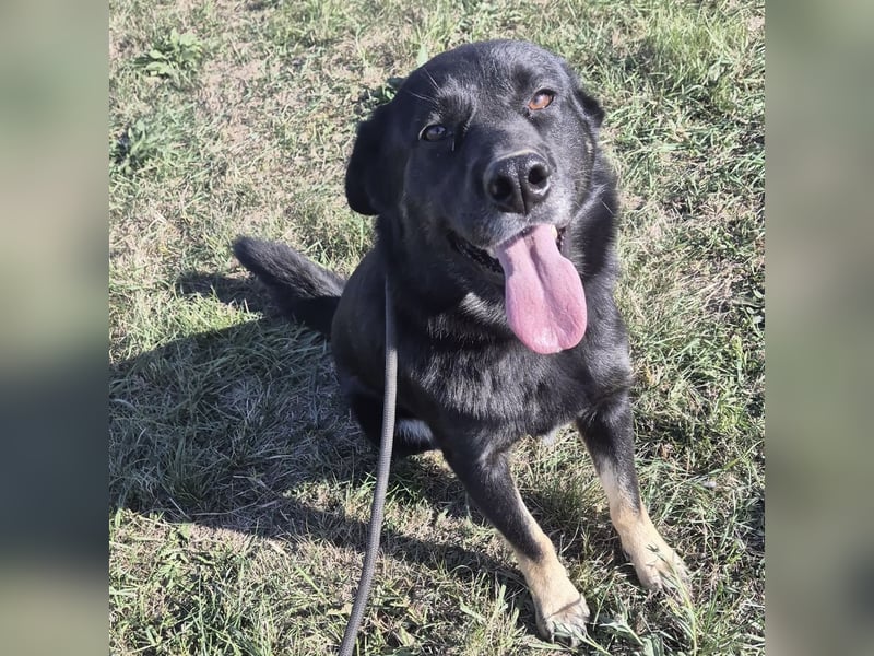 Abby eine gutmütige Seele