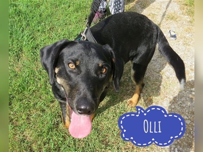 Olli ein Gutmütiger Labrador-Wesen