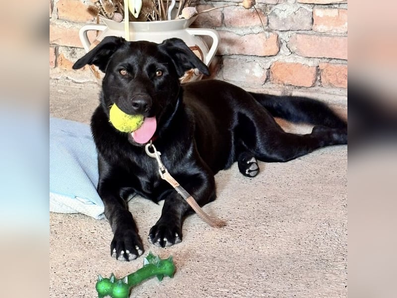 Mio ein treuer wundervoller Freund fürs Leben