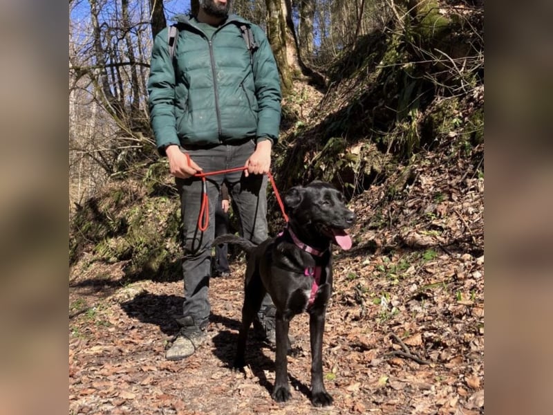 Lexy eine intelligente sportliche Hündin