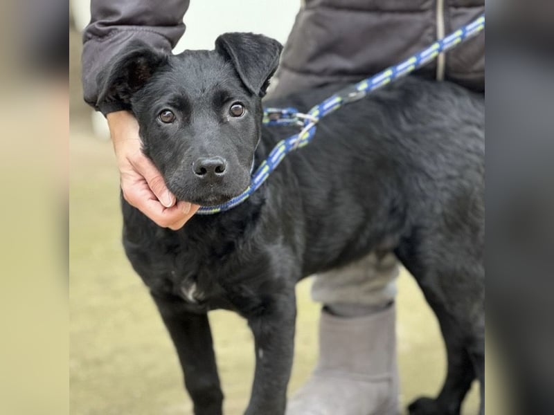 Dante ein kleiner liebevoller Bub