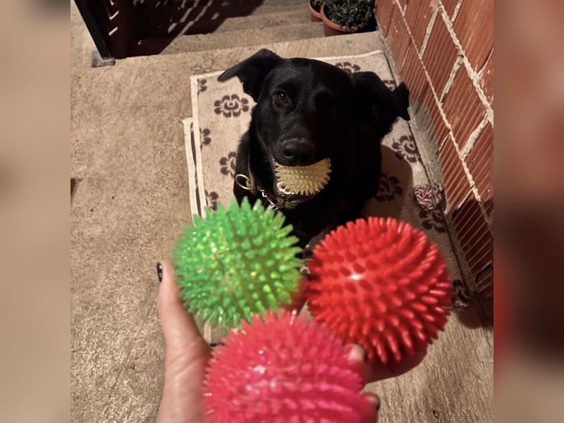 Mio ein treuer wundervoller Freund fürs Leben