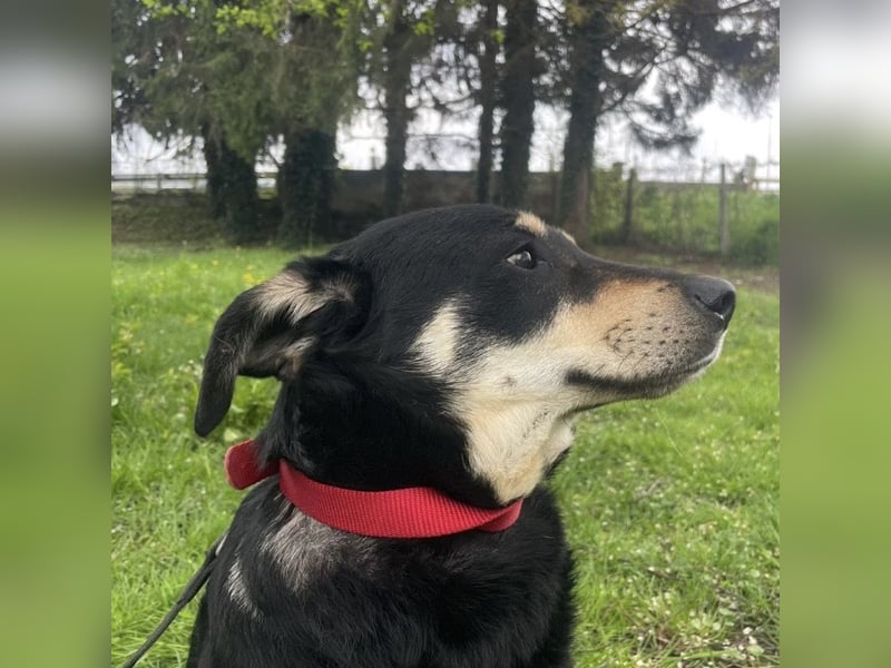 Dinko ein sanfter Engel