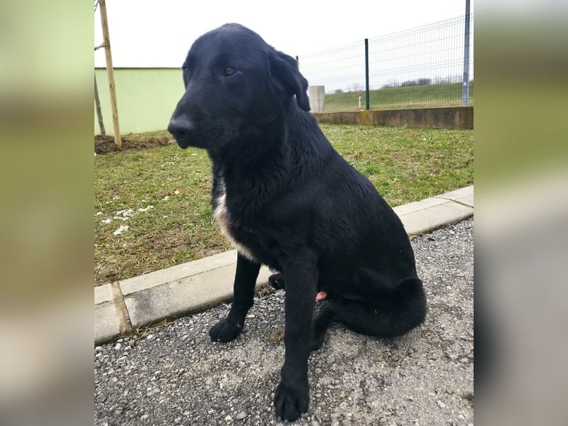 Hebo ein Familienhund