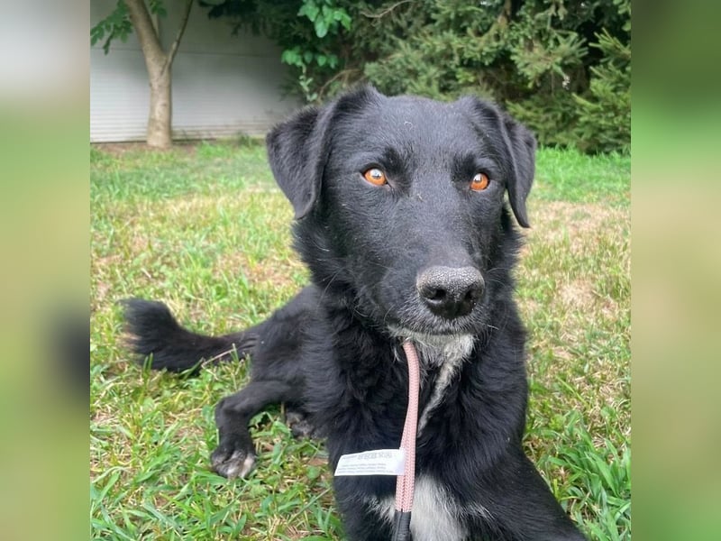 Benji ein freundlicher Schatz