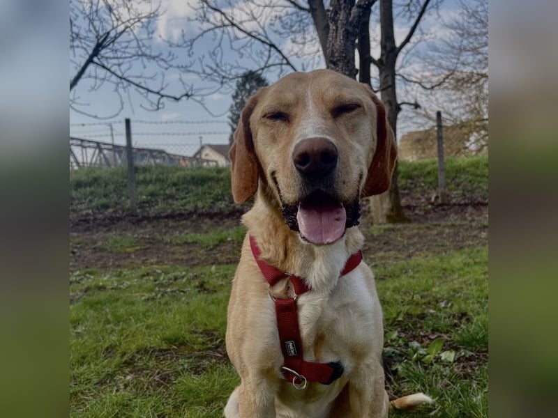 Klops ein Familienhund wartet in Tierheim