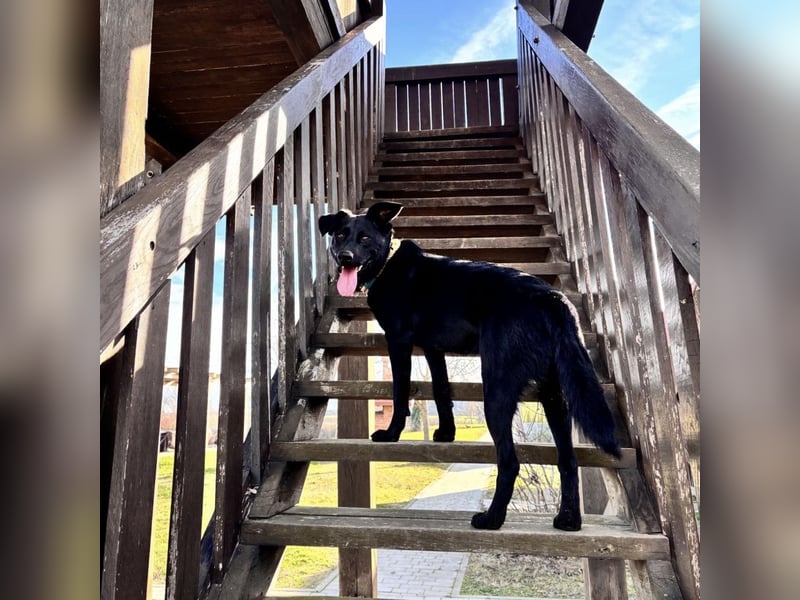 Mio ein treuer wundervoller Freund fürs Leben