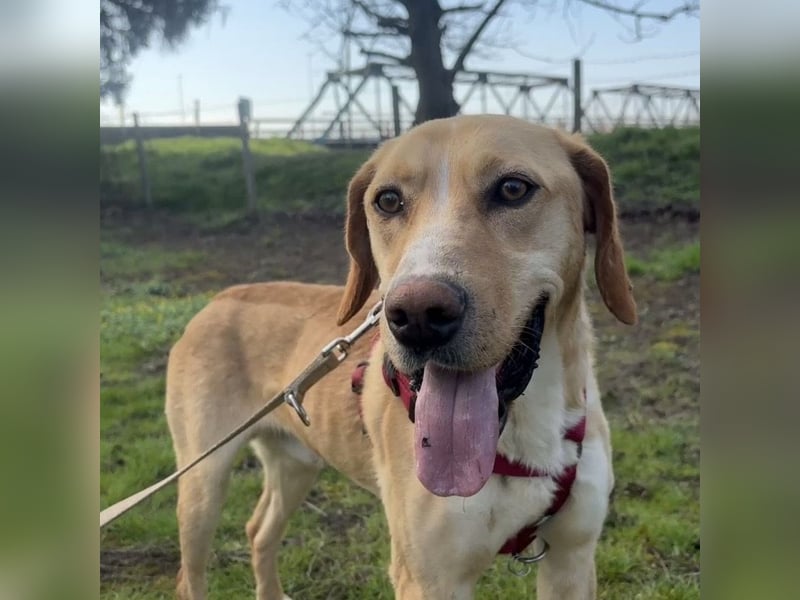 Klops ein Familienhund wartet in Tierheim