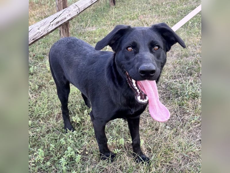 Mio ein Traumhund