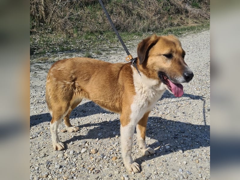 Viola ein Traumwesen