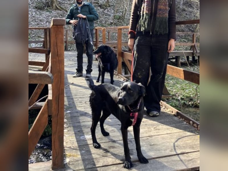 Lexy eine intelligente sportliche Hündin