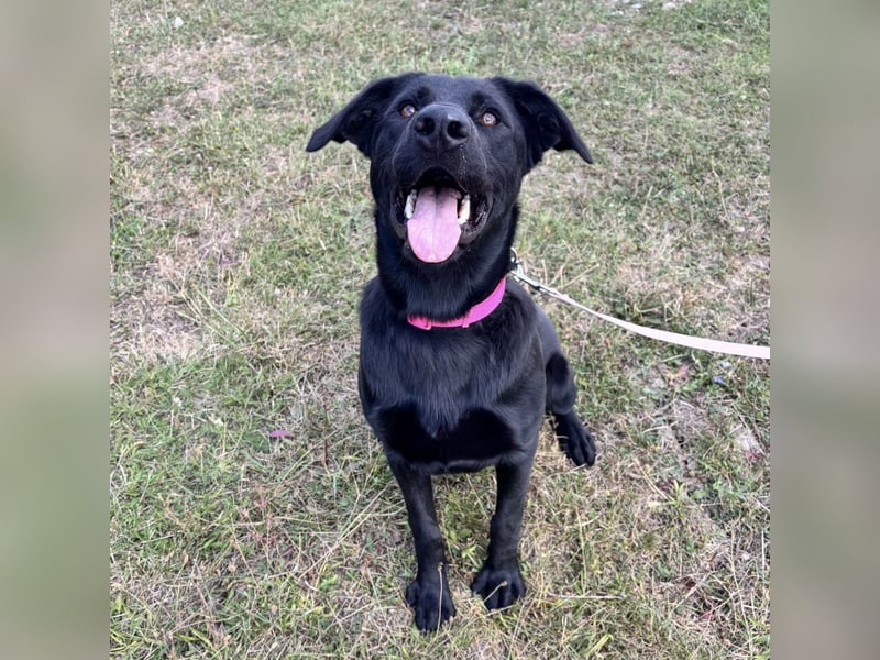 Mio ein Traumhund