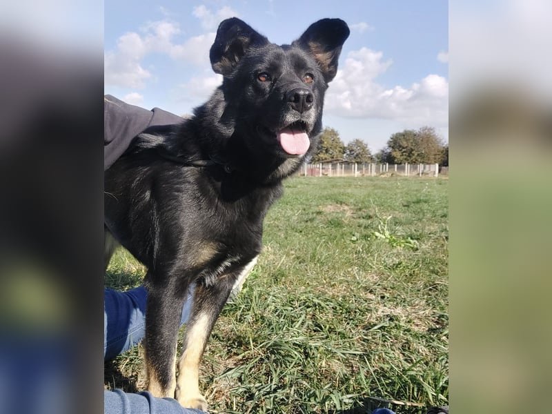 Abby eine gutmütige Seele