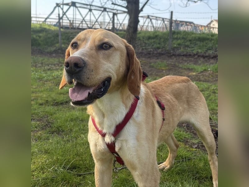 Klops ein Familienhund wartet in Tierheim