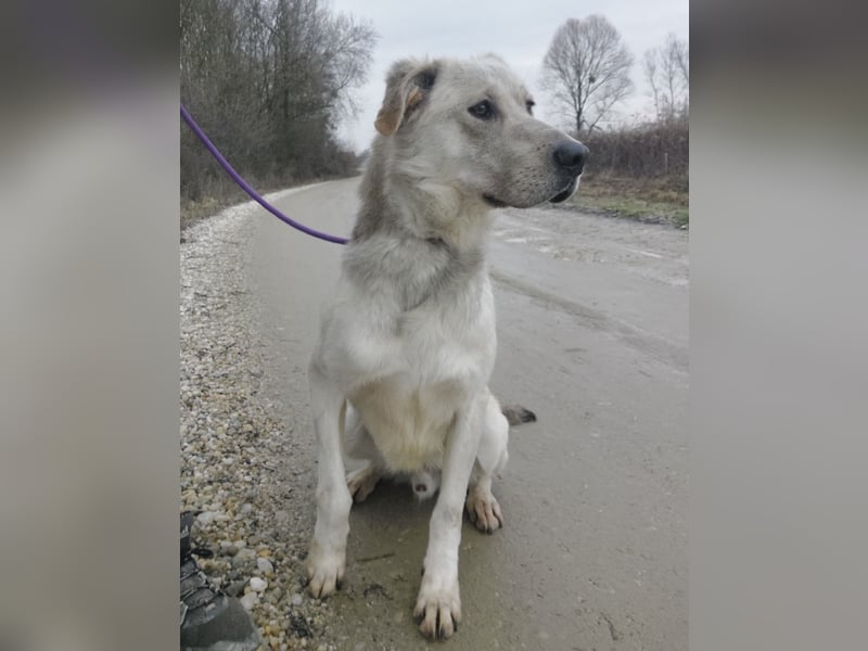 Lykos braucht seinen Mensch