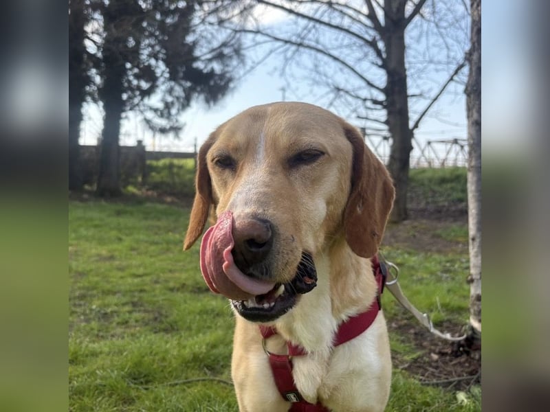 Klops ein Familienhund wartet in Tierheim