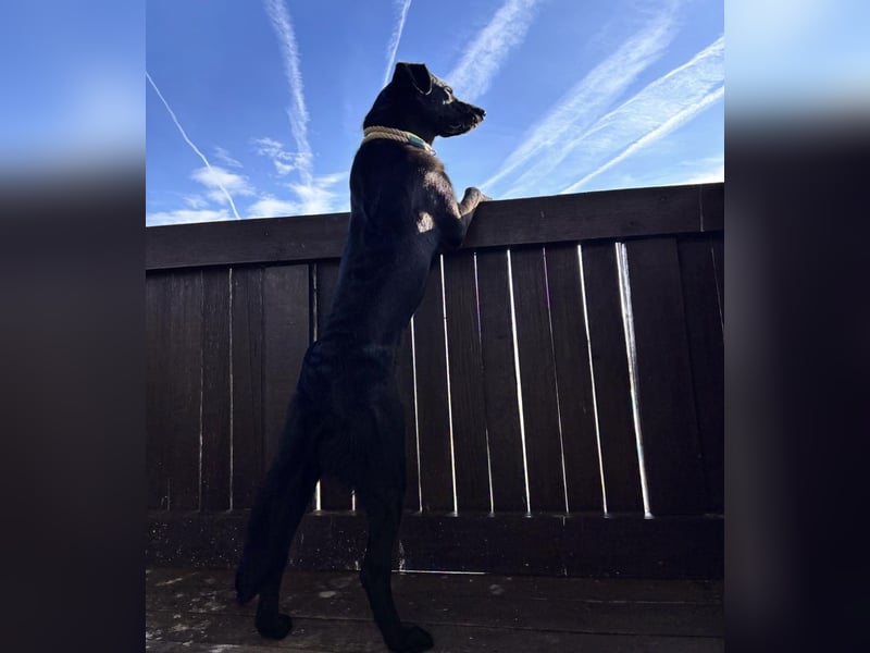 Mio ein treuer wundervoller Freund fürs Leben