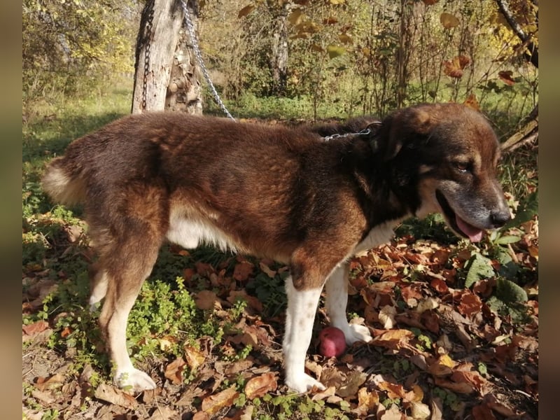Floki eine Seele vom Hund