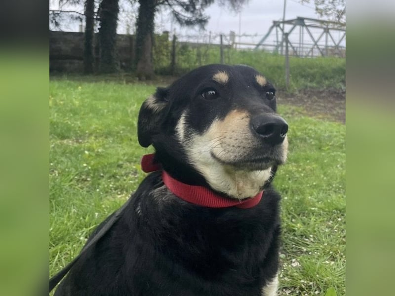 Dinko ein sanfter Engel