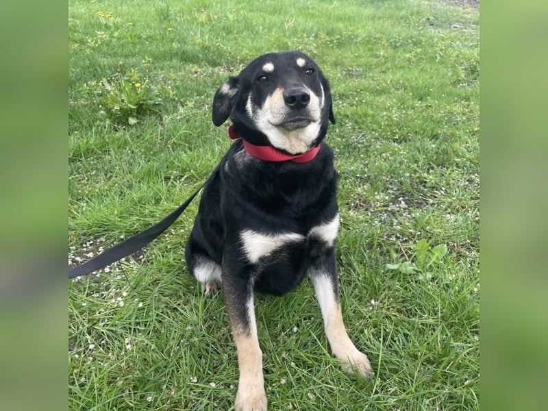 Dinko ein sanfter Engel