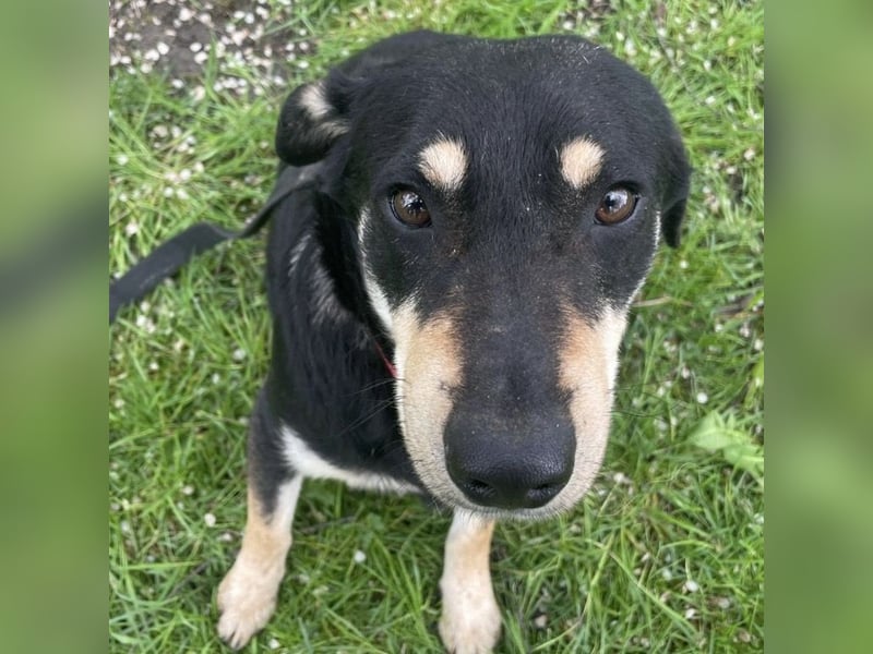 Dinko ein sanfter Engel