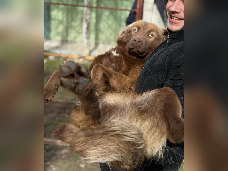 Dorina eine gutmütige liebe Hündin