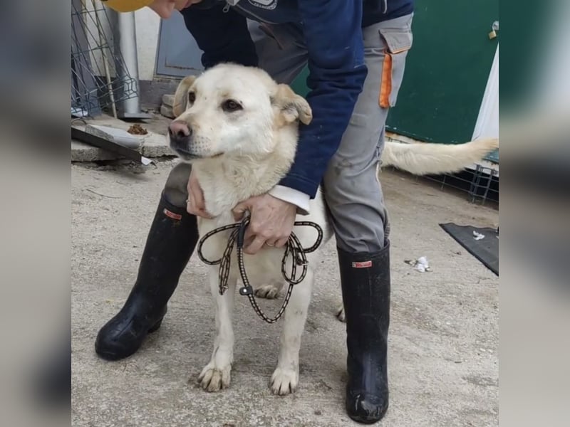 Moss ein Familienhund