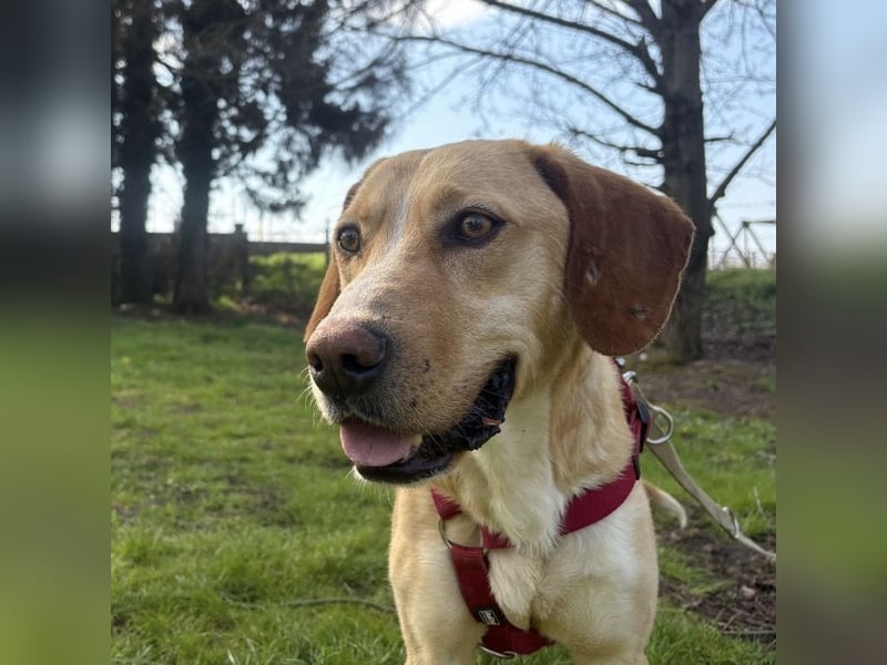 Klops ein Familienhund wartet in Tierheim