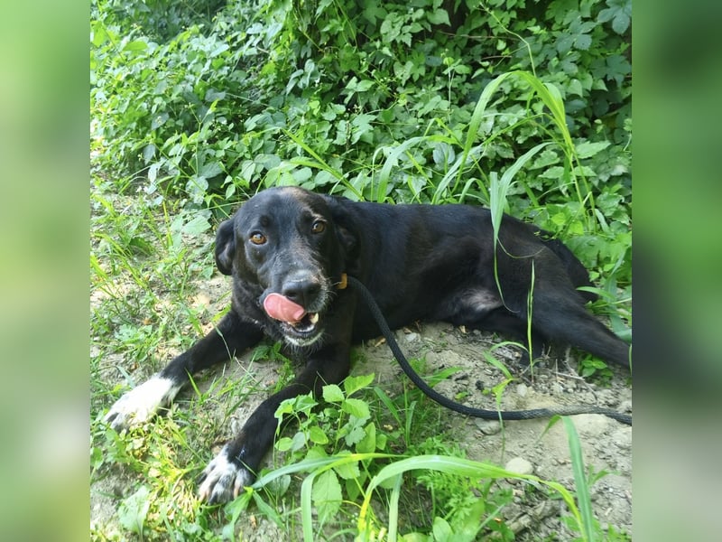 Diesel ein Menschen liebender Bub