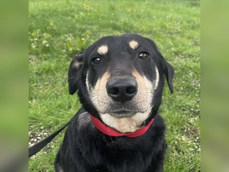 Dinko ein sanfter Engel