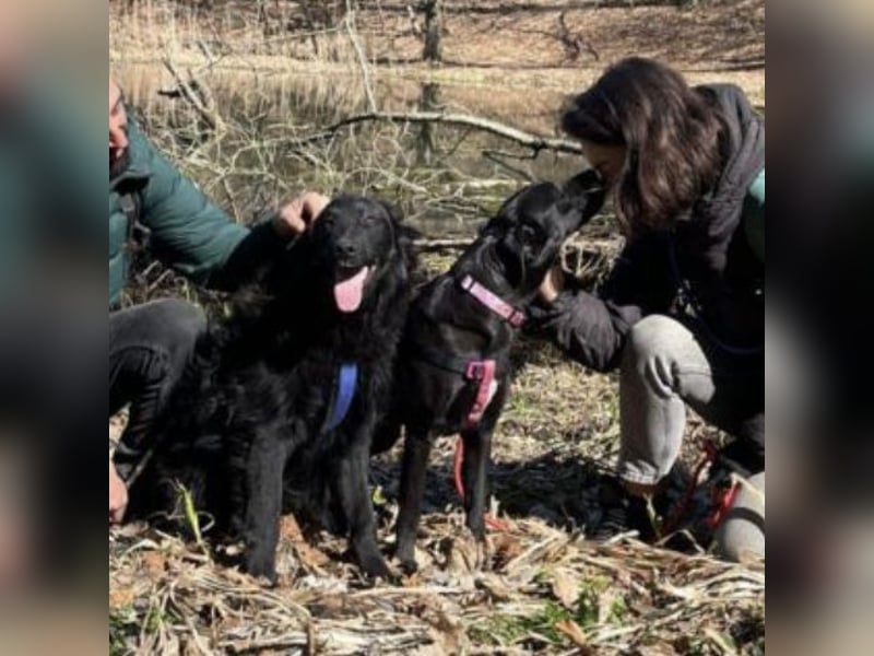 Lexy eine intelligente sportliche Hündin