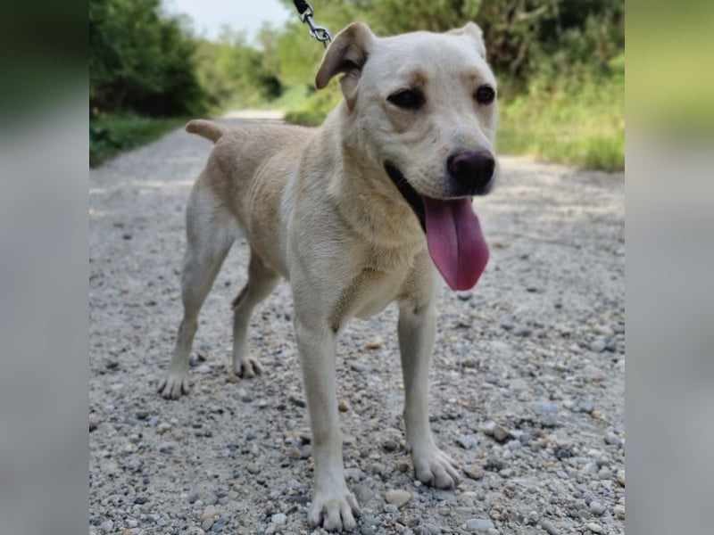 Moss ein Familienhund