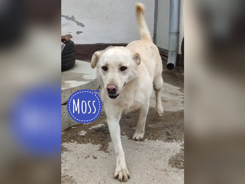 Moss ein Familienhund