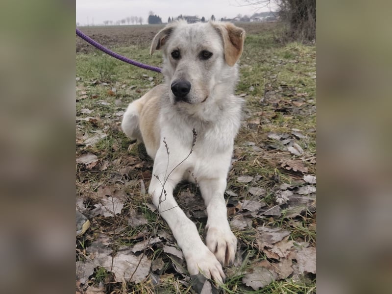 Lykos braucht seinen Mensch