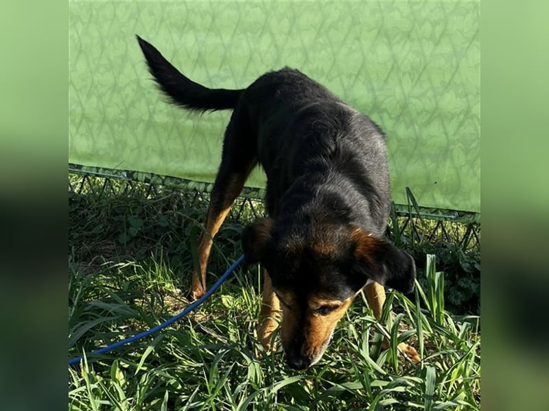 Bady eine Seele von Hund