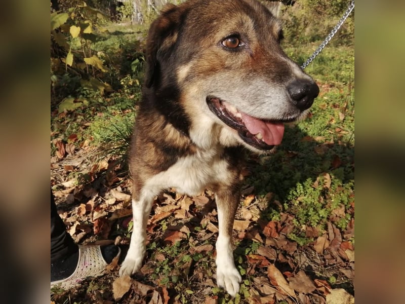 Floki eine Seele vom Hund