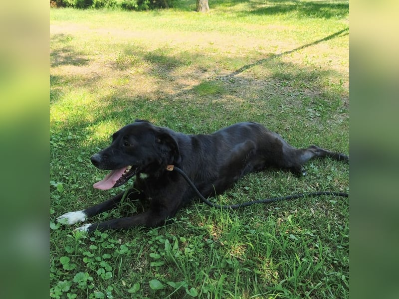 Diesel ein Menschen liebender Bub