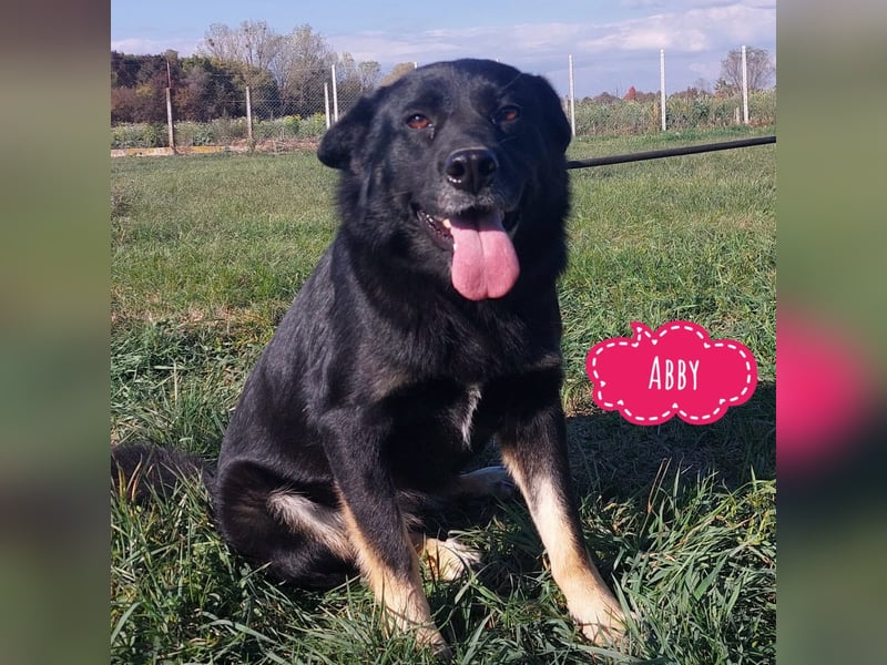 Abby eine gutmütige Seele