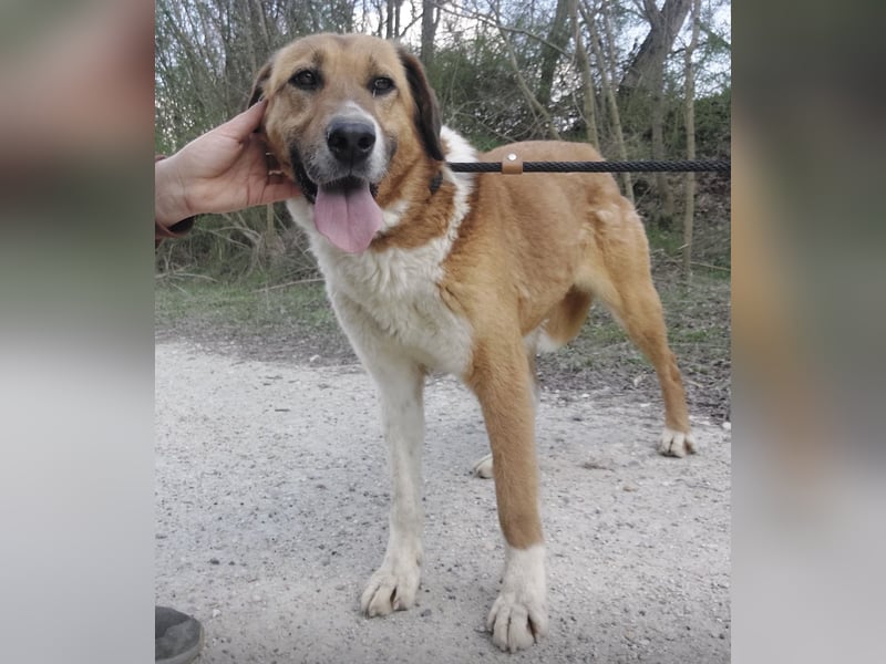 Viola ein Traumwesen