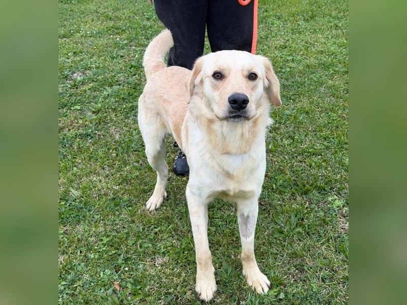 Odin der wundervolle