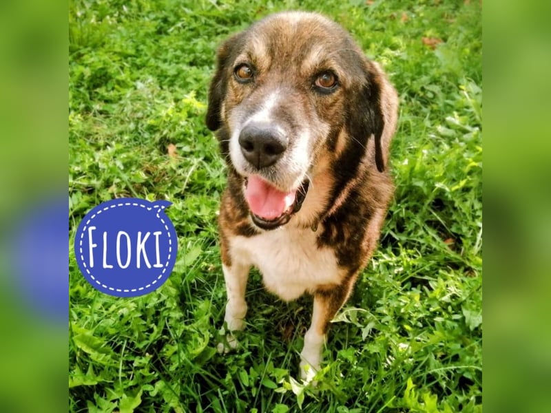 Floki eine Seele vom Hund