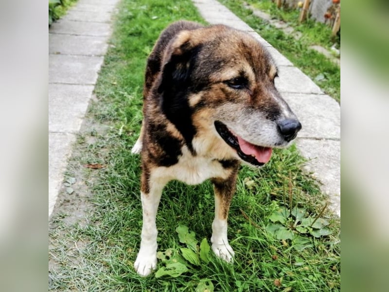 Floki eine Seele vom Hund