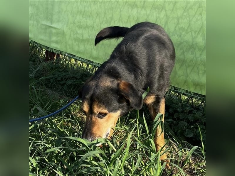 Bady eine Seele von Hund